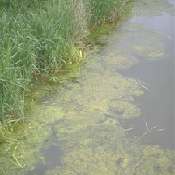 Filamentous algae
- Pond algae 
from Purdue, AquaNIC